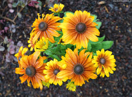 Image result for Rothia hirsuta