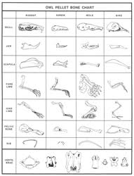 science notebook an owl pellet inquiry carolina com