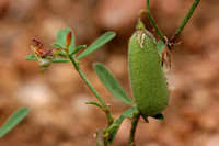 Image result for Crotalaria oocarpa