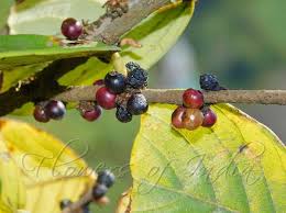 Image result for Bridelia atroviridis