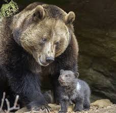 Pin Von Yasemin Auf صو مضحكه Tiere Susseste Haustiere Wilde Tiere