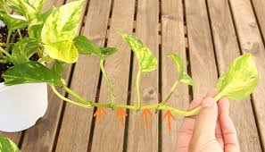 観葉植物 ポトスの育て方 挿し木や水挿しでの増やし方 育て方のコツ Lovegreen ラブグリーン