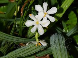 Image result for Eleutherine bulbosa