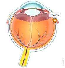 Image result for Choroid