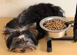 Attack Detected Yorkie Dog Food Recipes Food