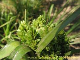 Image result for Cyperus sp. no. 1