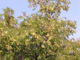 Image result for Acacia afra