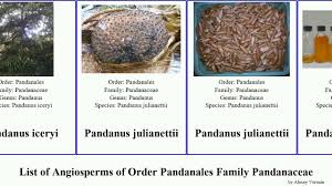 Image result for Pandanus livingstonianus