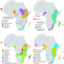 Image result for Dryopteris athamantica