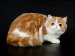 They have been brought up in a clean and nourishing home with other pets and children. The Most Beautiful Cat Breeds In The World