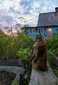 Pin Von Abramov Auf My Beloved Fluffy Cats Katzen Foto Art