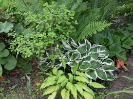 Особенности и уникальные черты хосты