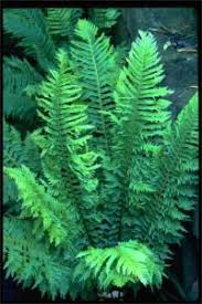 Image result for Blechnum punctulatum