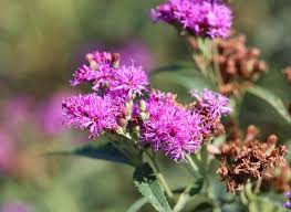 Image result for Vernonia jelfiae