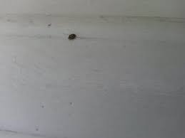 Schwarz Gelb Gemusteter Kafer In Wohnung Insekten