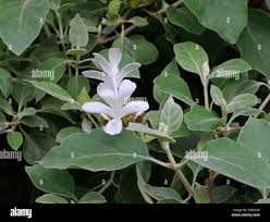 Image result for Barleria albostellata