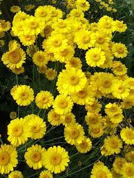 Cota Tinctoria Dyers Chamomile And How To Grow It Plants Dry Plants Chamomile Flowers