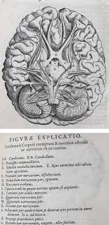The role of Caspar Bartholin the Elder in the evolution of the terminology  of the cranial nerves - ScienceDirect