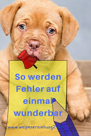 Wenn Der Hund Einen Fehler Macht Welpenerziehung Hundeerziehung Und Hunde