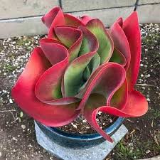 Kalanchoe Flapjacks Succulent In 2020 Succulents Unusual Plants Colorful Succulents