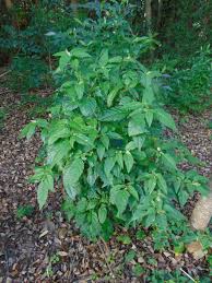 Image result for Rivina humilis