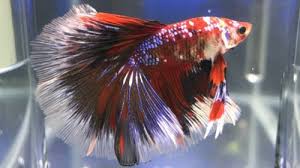 Pin By Krista Bergman On Bettas Betta Betta Fish Fish