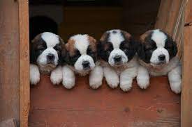 Saint Bernard Puppies For Sale St Bernard Puppy St Bernard Dogs Cute Animals