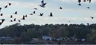 Fishing the other day, didn't catch anything, although this was quite the  beautiful sight. Fishing Marina in background. The Pelicans are Massive!!