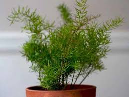 Image result for A. densiflorus Sprengeri