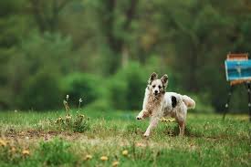 Les cas de paralysie soudaine chez le chien concernent généralement les membres postérieurs : Chien Qui Boite De La Patte Arriere Que Se Passe T Il Comment L Aider