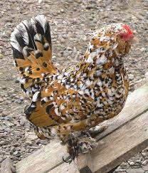 Pin By Irene Heine On Birds Birdies Flying And Not Flying Beautiful Chickens Fancy Chickens Chickens Backyard