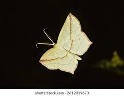 Image result for Timandra griseata