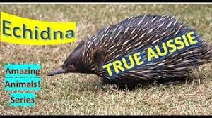 The four mouths can fit each of the echidna's four eyes, so it can see in four directions at once. Echidna Youtube