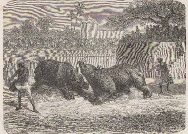 Rhino fight in Baroda — Rhino Resource Center