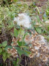 Image result for Microglossa