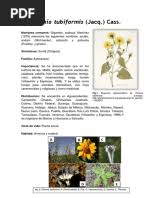 Image result for Crassula morrumbalensis