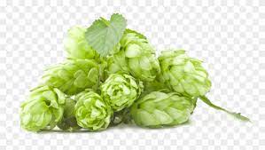 0 lupulo transparent png or svg lupulo 0. Lupulo E Trigo Png Transparent Png 1000x602 1231727 Pngfind