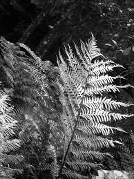 Image result for Cyathea capensis