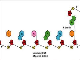 Incy wincy spider colouring sheets. Build Dna Twizzlers Activity Biology Lesson Double Helix