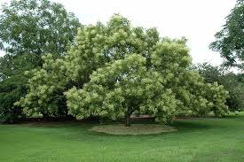 You can reduce the impact of some tree diseases through proper care and pruning. Japanese Pagoda Tree Sophora Japonica In Scituate South Shore Boston Cohasset Hingham Massachusetts Ma At Kennedy S Country Gardens