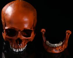 Check spelling or type a new query. Human Skull Resin Replica Medical Model Lifesize 1 1 Halloween Home Decoration Craft Skull Kids Gifts School Teaching Resources Medical Science Aliexpress
