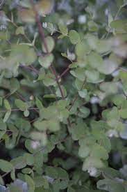 Eucalyptus Tree Varieties What Are Some Common Types Of Eucalyptus Trees Eucalyptus Plant Indoor Eucalyptus Tree Vertical Herb Garden