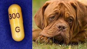 Gabapentin For Dogs Uses Dosage And Side Effects Dogtime