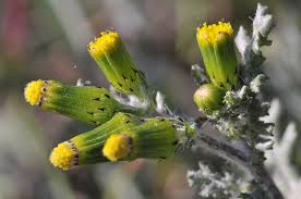 Image result for Senecio vulgaris