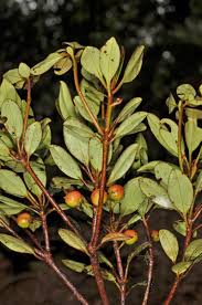 Image result for Pentaphylacaceae