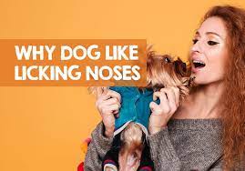 Why Does My Dog Lick Up My Nose 6 Reasons Why It S Bad