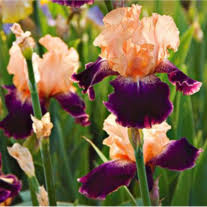 Lavern Latham Obituary March 30, 2019