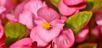 5 Benefits Of Begonias Are Begonias Easy Care