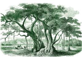 Image result for Ficus religiosa
