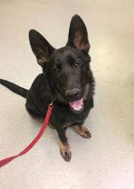 Combine that with the fact that your donation helps a pet stay with its family. Veterinarian Woodland Park Co Compassion Animal Hospital
